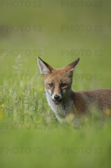 Red fox (Vulpes vulpes) adult animal in a countryside meadow in summer, England, United Kingdom
