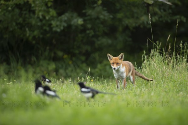 Red fox (Vulpes vulpes) adult animal watching magpie birds in grassland in the summer, England, United Kingdom