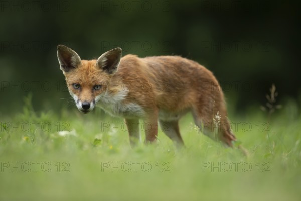 Red fox (Vulpes vulpes) adult animal in a countryside grassland meadow in summer, England, United Kingdom