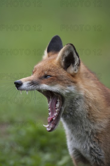 Red fox (Vulpes vulpes) adult animal yawning, England, United Kingdom