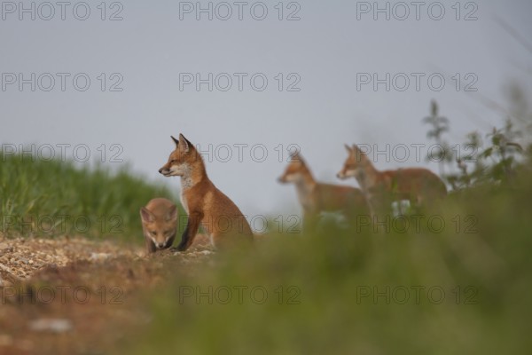 Red fox (Vulpes vulpes) four juvenile baby cub animals on farmland in summer, England, United Kingdom