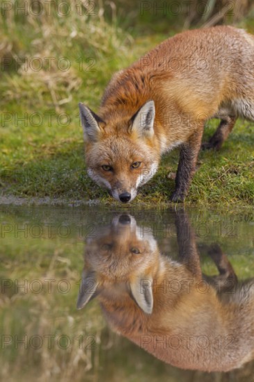 Red fox (Vulpes vulpes) adult animal and its reflection in the water as it drinks from a countryside pond, England, United Kingdom