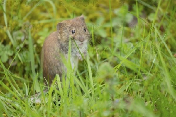 Field vole (Microtus agrestis) adult rodent animal in grassland, Suffolk, England, United Kingdom