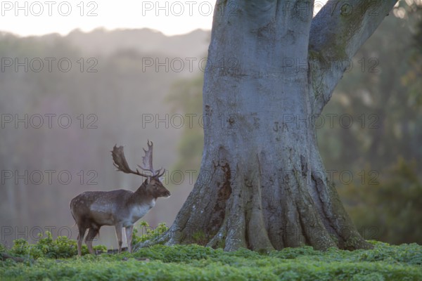 Fallow deer (Dama dama) adult male buck animal standing on the edge of a woodland, England, United Kingdom