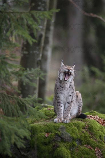 European lynx (Lynx lynx) adult cat animal yawning whilst standing on a rock in a forest, Baveria, Germany