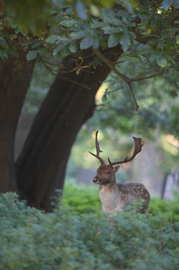 Fallow deer (Dama dama) adult male buck animal standing in woodland, England, United Kingdom