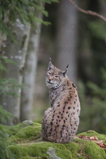 European lynx (Lynx lynx) adult cat animal sitting on a rock in a forest, Baveria, Germany
