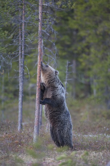 European brown bear (Ursus arctos) young adult animal sniffing a tree trunk in a boreal forest clearing in summer, Finland