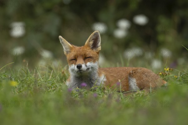 Red fox (Vulpes vulpes) adult animal sleeping in grassland in the summer, England, United Kingdom
