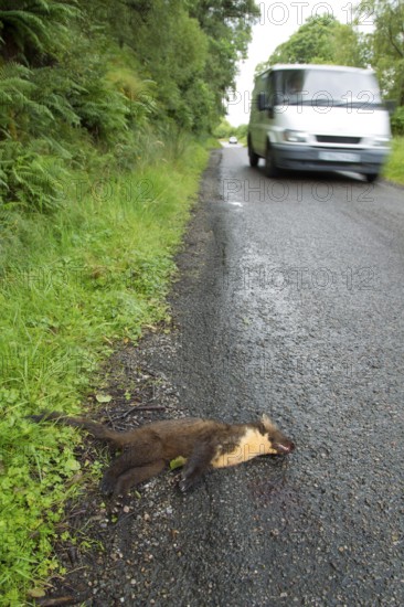 European pine marten (Martes martes) adult mustelid animal dead on a road with a vehicle driving by, Scotland, United Kingdom