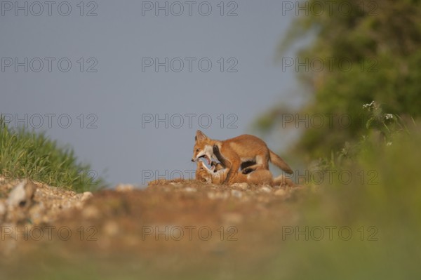 Red fox (Vulpes vulpes) two juvenile baby cub animals playing on the edge of a farmland wood in summer, England, United Kingdom