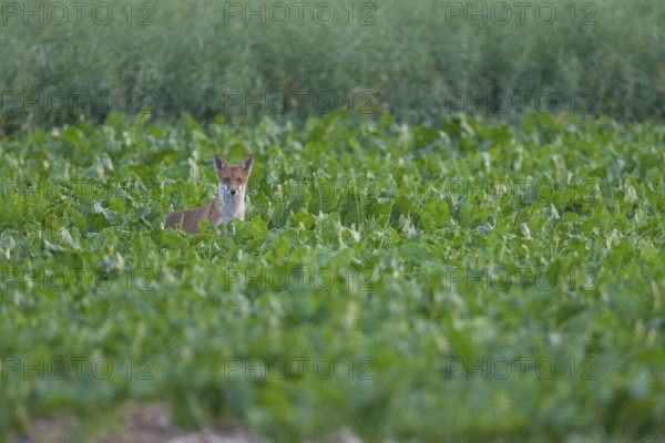 Red fox (Vulpes vulpes) juvenile baby cub animal in farmland sugar beet crop in summer, England, United Kingdom
