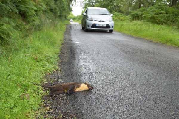 European pine marten (Martes martes) adult mustelid animal dead on a road with a car driving by, Scotland, United Kingdom