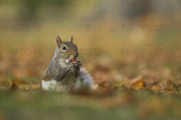 Grey squirrel (Sciurus carolinensis) adult animal feeding on an acorn nut in a woodland in autumn, Suffolk, England, United Kingdom