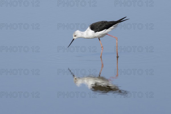 Black winged stilt (Himantopus himantopus) adult wading bird feeding in a shallow lagoon, RSPB Titchwell nature reserve, Norfolk, England, United Kingdom