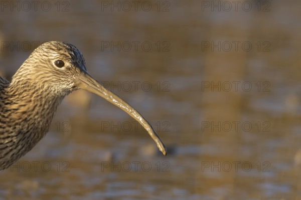 Eurasian curlew (Numenius arquata) adult wading bird head portrait, Norfolk, England, United Kingdom