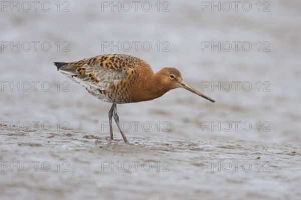 Black tailed godwit (Limosa limosa) adult male wading bird in summer plumage feeding on a mudflat, Norfolk, England, United Kingdom