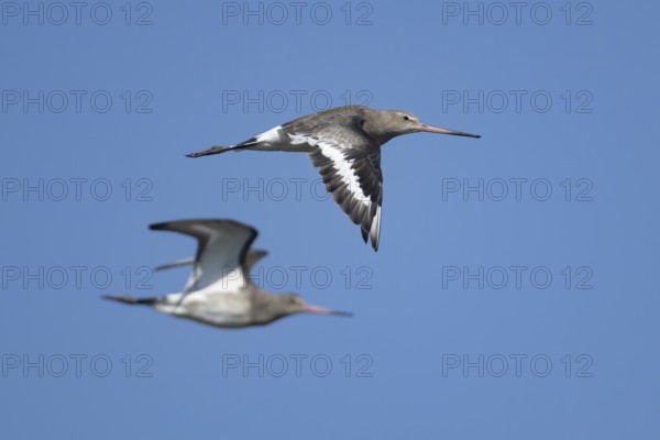 Black tailed godwit (Limosa limosa) adult wading bird in winter plumage flying, Norfolk, England, United Kingdom