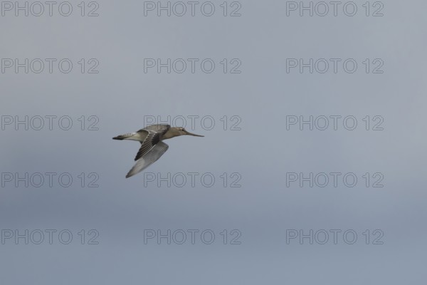 Bar tailed godwit (Limosa lapponica) adult wading bird in winter plumage in flight, RSPB Titchwell marsh nature reserve, Norfolk, England, United Kingdom