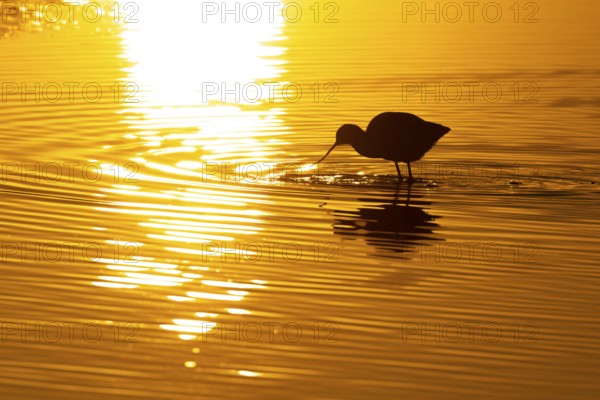 Pied avocet (Recurvirostra avosetta) adult wading bird feeding in a lagoon silhouette at sunset, RSPB Minsmere nature reserve, Suffolk, England, United Kingdom