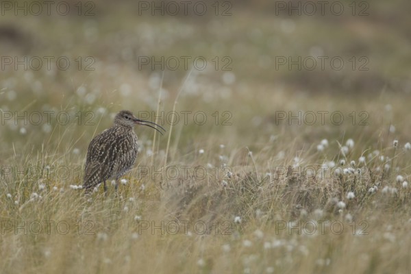 Eurasian curlew (Numenius arquata) adult wading bird calling on an upland moorland in spring, Scotland, United Kingdom