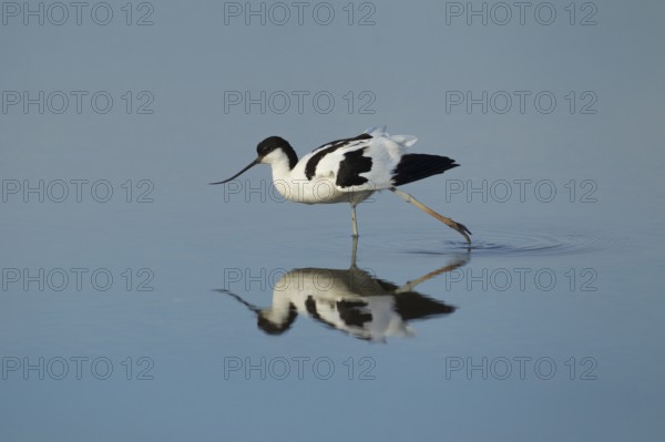Pied avocet (Recurvirostra avosetta) adult wading bird stretching in a shallow lagoon, RSPB Titchwell Marsh nature reserve, Norfolk, England, United Kingdom