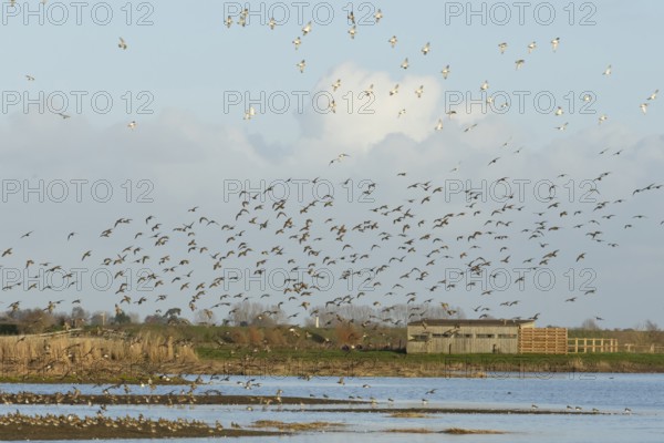 Golden plover (Pluvialis apricaria) adult wading birds in flight in a flock in winter, RSPB Frampton marsh nature reserve, Lincolnshire, England, United Kingdom