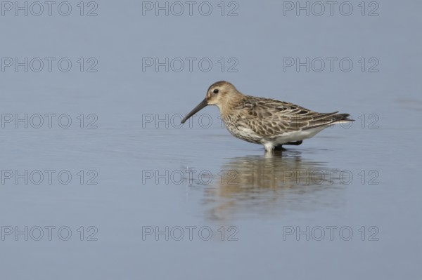 Dunlin (Calidris alpina) adult wading bird in winter plumage in a shallow lagoon, RSPB Titchwell nature reserve, Norfolk, England, United Kingdom