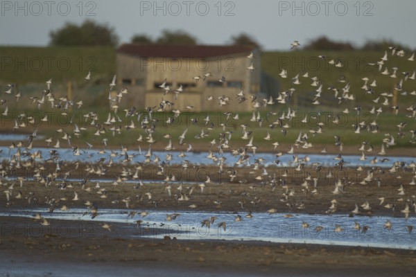 Dunlin (Calidris alpina) adult wading birds in flight in a flock, RSPB Frampton marsh, Lincolnshire, England, United Kingdom