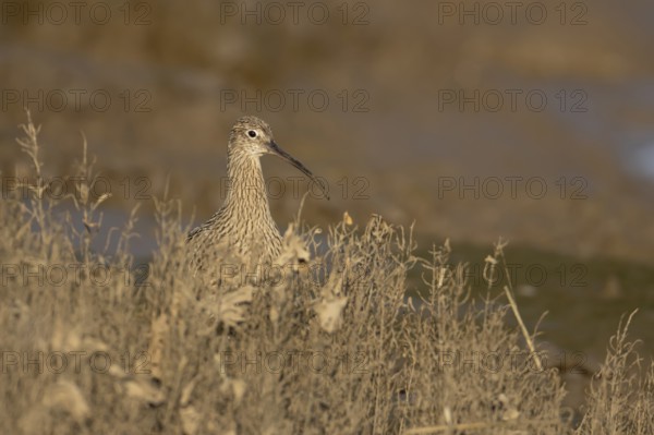 Eurasian curlew (Numenius arquata) adult wading bird on a saltmarsh, Norfolk, England, United Kingdom