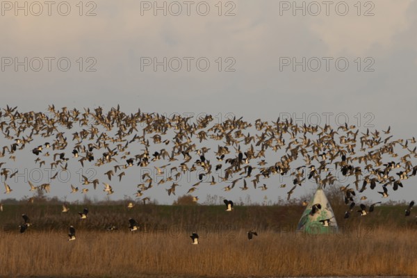 Golden plover (Pluvialis apricaria) and Northern lapwing (Vanellus vanellus) adult wading birds in flight in a flock in winter, RSPB Frampton marsh nature reserve, Lincolnshire, England, United Kingdom