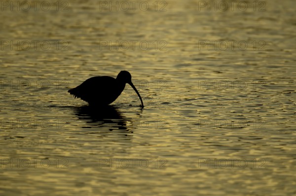 Eurasian curlew (Numenius arquata) adult wading bird in a shallow lagoon silhouette at sunset, Norfolk, England, United Kingdom