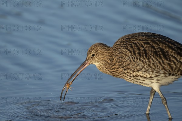 Eurasian curlew (Numenius arquata) adult wading bird catching a crab in a shallow lagoon, Norfolk, England, United Kingdom