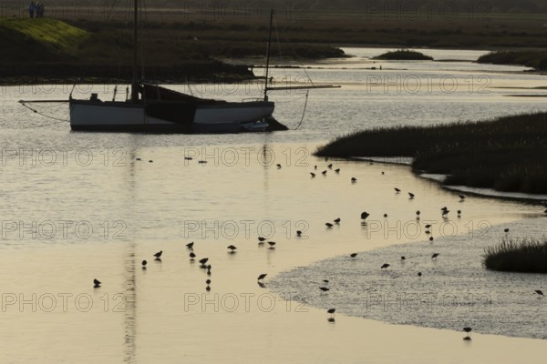 Dunlin (Calidris alpina) adult wading birds feeding on a coastal lagoon at sunset, Norfolk, England, United Kingdom