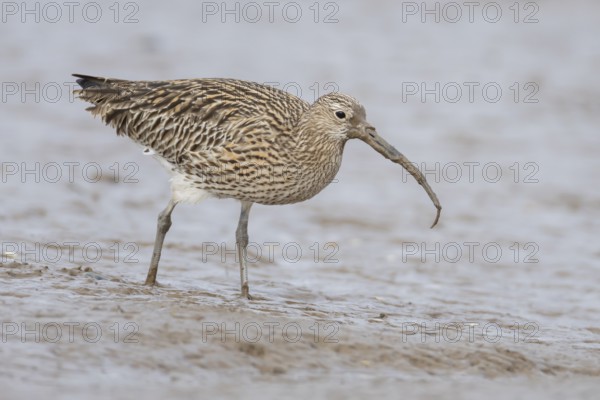Eurasian curlew (Numenius arquata) adult wading bird feeding on a lugworm on a mudflat, Norfolk, England, United Kingdom