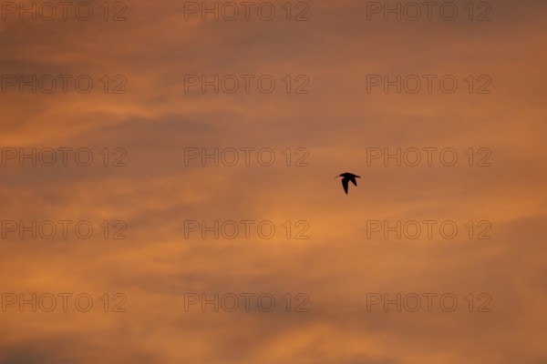 Eurasian curlew (Numenius arquata) adult wading bird in flight silhouette at sunset, Norfolk, England, United Kingdom