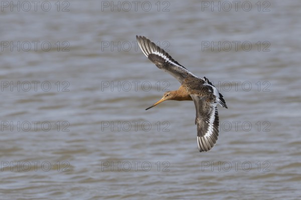Black tailed godwit (Limosa limosa) adult male wading bird in summer plumage in flight over a lagoon, RSPB Minsmere nature reserve, Suffolk, England, United Kingdom
