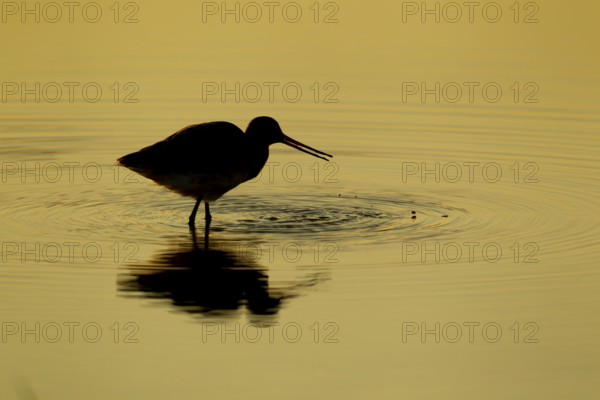 Black tailed godwit (Limosa limosa) adult wading bird feeding in a shallow lagoon silhouette at sunset, RSPB Minsmere nature reserve, Suffolk, England, United Kingdom