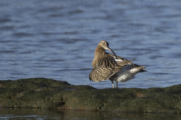 Eurasian curlew (Numenius arquata) adult wading bird preening its feathers, Norfolk, England, United Kingdom