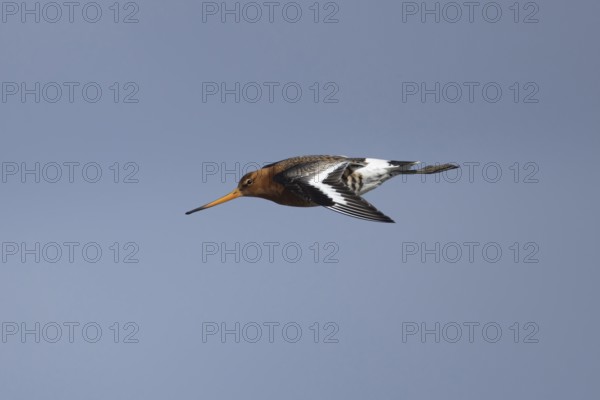 Black tailed godwit (Limosa limosa) adult male wading bird in summer plumage flying, Norfolk, England, United Kingdom