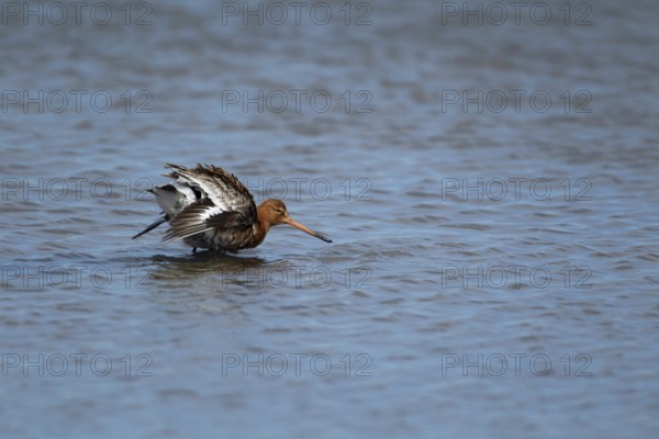 Black tailed godwit (Limosa limosa) adult male wading bird in summer plumage in a shallow lagoon, RSPB Titchwell nature reserve, Norfolk, England, United Kingdom