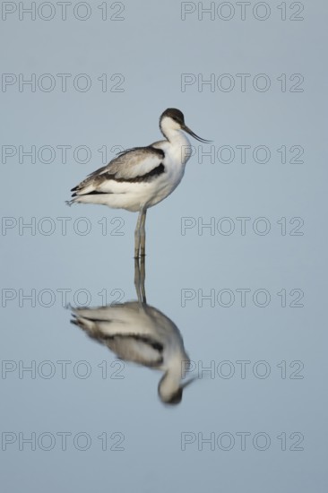 Pied avocet (Recurvirostra avosetta) adult wading bird and its reflection in the water of a shallow lagoon, RSPB Titchwell Marsh nature reserve, Norfolk, England, United Kingdom
