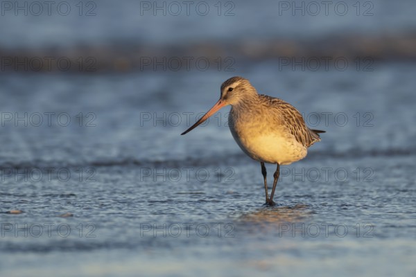 Bar tailed godwit (Limosa lapponica) adult wading bird in winter plumage in the surf of the sea, Norfolk, England, United Kingdom