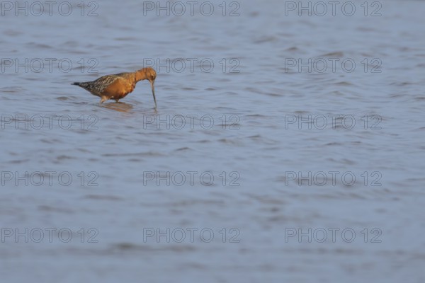 Bar tailed godwit (Limosa lapponica) adult male wading bird in summer plumage feeding in a shallow lagoon, RSPB Minsmere nature reserve, Suffolk, England, United Kingdom