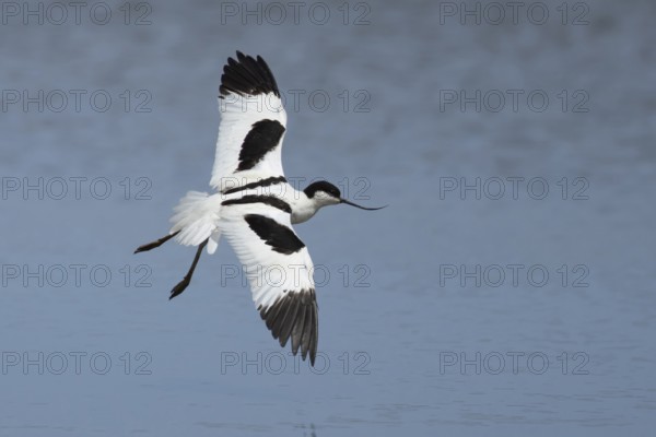 Pied avocet (Recurvirostra avosetta) adult wading bird flying low over a lagoon, RSPB Titchwell Marsh nature reserve, Norfolk, England, United Kingdom