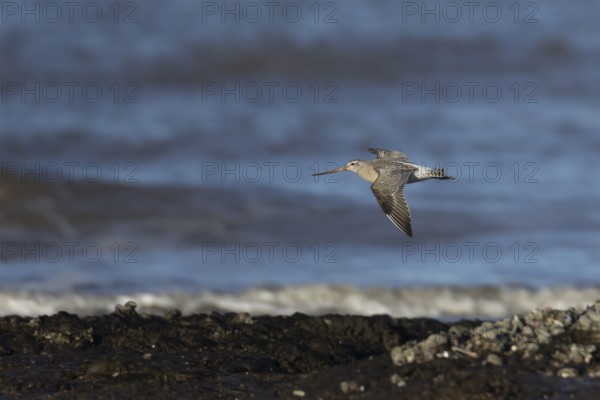 Bar tailed godwit (Limosa lapponica) adult wading bird in winter plumage in flight over a shoreline, RSPB Titchwell marsh nature reserve, Norfolk, England, United Kingdom