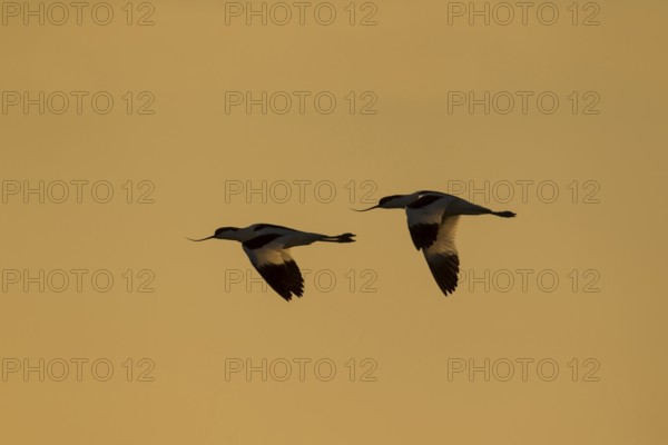 Pied avocet (Recurvirostra avosetta) two adult wading birds in flight at sunrise, RSPB Minsmere nature reserve, Suffolk, England, United Kingdom