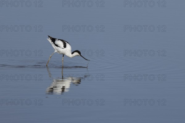 Pied avocet (Recurvirostra avosetta) adult wading bird feeding in a shallow lagoon, RSPB Titchwell Marsh nature reserve, Norfolk, England, United Kingdom