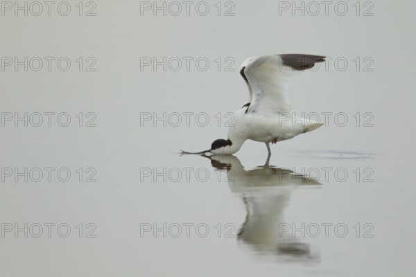 Pied avocet (Recurvirostra avosetta) adult wading bird stretching its wings in a shallow lagoon, RSPB Titchwell Marsh nature reserve, Norfolk, England, United Kingdom