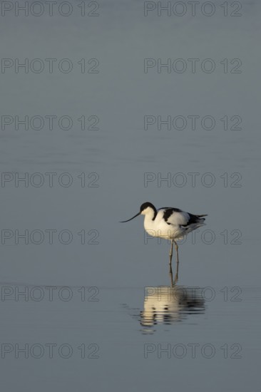 Pied avocet (Recurvirostra avosetta) adult wading bird in the water of a shallow lagoon, RSPB Titchwell Marsh nature reserve, Norfolk, England, United Kingdom